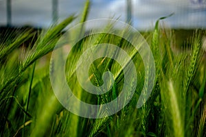 Oat Sativa cereal green field macro detail