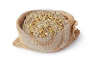 Oat seeds Avena sativa