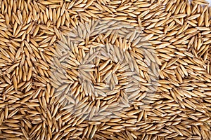 Oat seeds background texture, top view