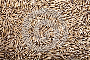 Oat seeds background texture, top view.