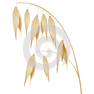 Oat spike or ears isolated on white background.