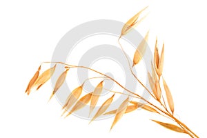 Oat spike or ears isolated on white background close-up