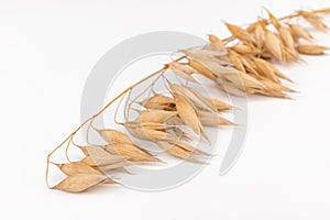 oat spike or ears isolated on white background close-up