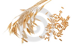 Oat spike with grains isolated on white background