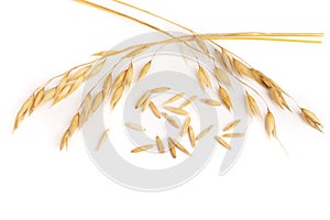 Oat spike isolated on white background