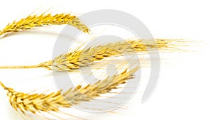 Oat spikelet. Wheat grain ear or rye spike plant isolated on white background, for cereal bread flour. Whole, barley