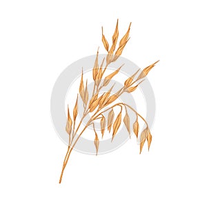Oat spikelets with ears and grains. Botanical vintage drawing of field cereal plant. Agriculture crop with kernels and