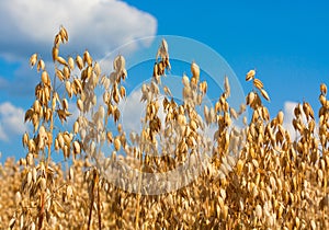 Oat spikes on field