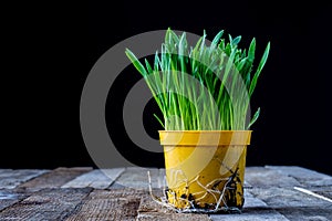 Oat sprouts in pot with watering can