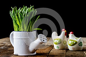 Oat sprouts in pot with watering can