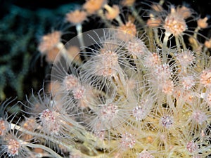 Oaten pipes hydroids. Loch Carron, Scotland photo