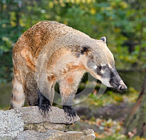 ÃÂ¡oati, genera Nasua and Nasuella, also known as the coatimundi is a member of the raccoon family native America.