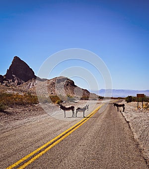 Arizona-Oatman Donkeys 2