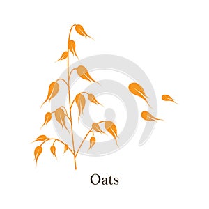 Oats cereals grain. Vector illustration isolated on white background