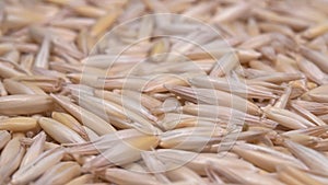 Oats close-up. Lots of grains. 4K video. Super macro. A crop of cereals.