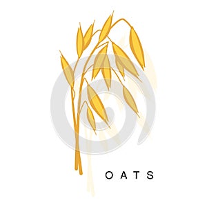 Oats Ear, Infographic Illustration With Realistic Cereal Crop Plant And Its Namer