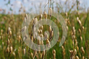 oats in the field