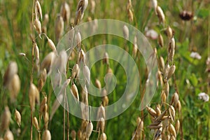 oats in the field