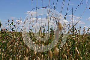 oats in the field