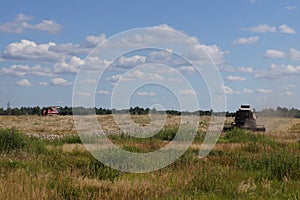 oats in the field