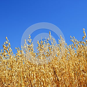 Oats field photo