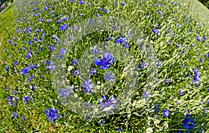 Oats field with corn flowers