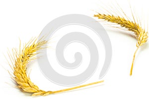 Oats field. Wheat grain ear or rye spike plant isolated on white background, for cereal bread flour. Whole, barley, harvest wheat