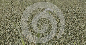 Oats flutters in the wind, camera movement