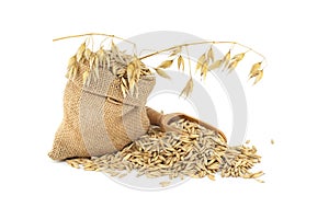 Oats grains in burlap bag over white background