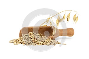 Oats grains with husk in wooden scoop over white