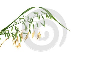 Oats plant with oat florets on white