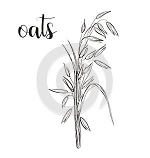 Oats sketch hand drawing. Vector photo