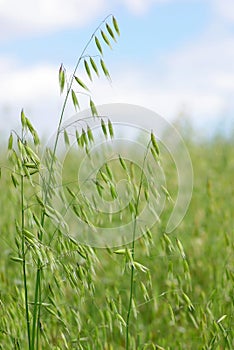 Avena Picos en primavera 