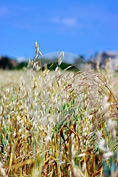 Oats in summertime