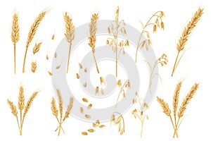Oats and wheat mega set in flat design. Bundle elements of gold cereal plants, ripe ears with grains. Agriculture crop and