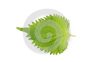 Oba leaf