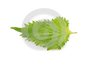 Oba leaf photo