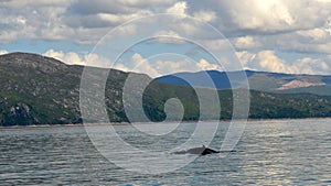 Oban sea tour, minke whales