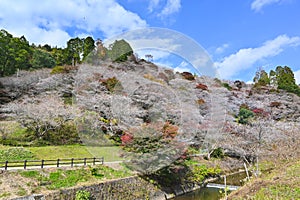 Obara Fureai Koen, Japan