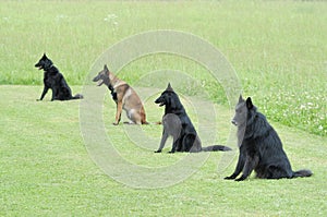 Obedience photo