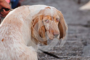 Obedience concept of owner hand holding leash of brown red white cocker spaniel dog with sad eyes sitting looking in camera