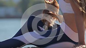 obedience dog training on beach of jumping little dog and young sport owner girl on sand beach during summer leisure