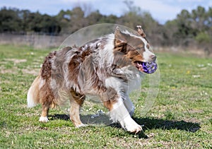 obedience training with a Australian Shepherd