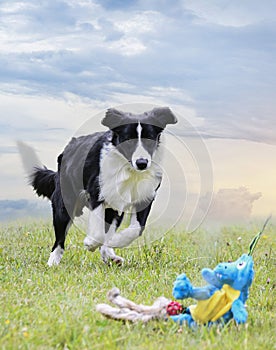 obedience training for border collie