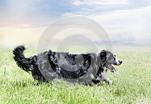 obedience training for border collie