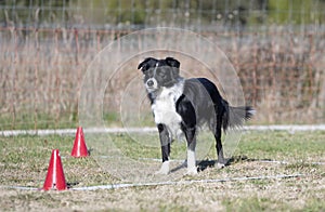obedience training for border collie