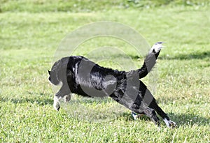 obedience training with a border collie