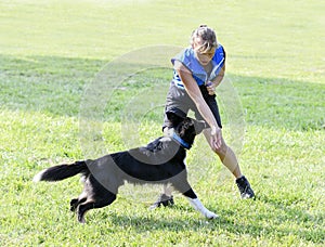 obedience training with a border collie