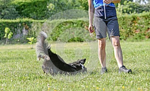 obedience training with a border collie