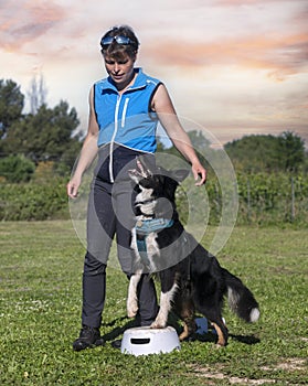 obedience training for border collie